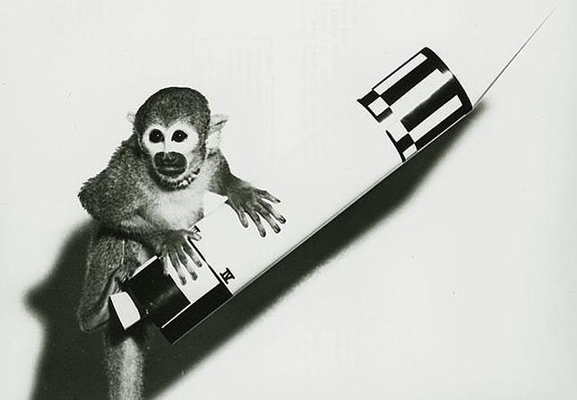 La vida humana de las primeras monas astronautas