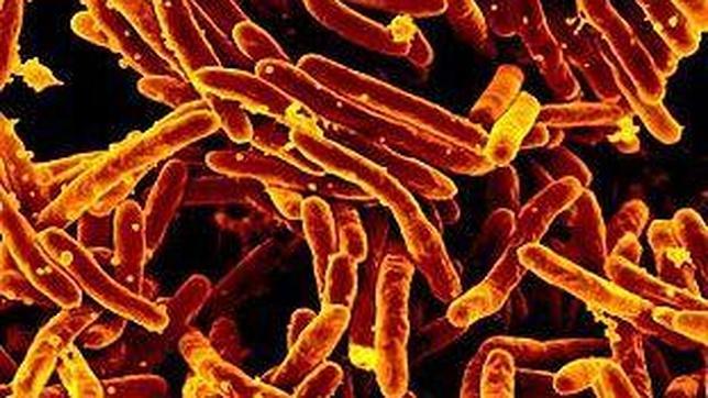 El «sexo» sin sexo de las bacterias