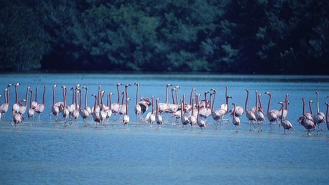 Flamencos en la ría Celestún