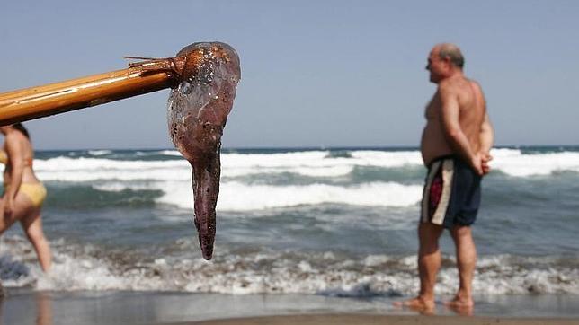 España vive la mayor oleada de medusas de los últimos quince años