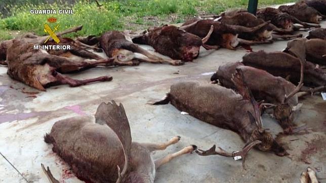 Desarticulan un grupo que introducía especies no autóctonas para caza mayor