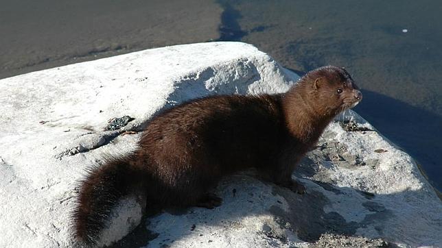 El Real Decreto de especies exóticas invasoras originará un gasto de 100 millones de euros en la próxima década