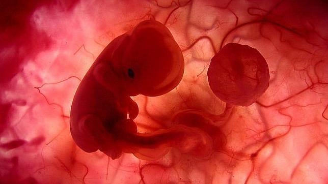 Las emociones de los adultos podrían tener su origen en el útero