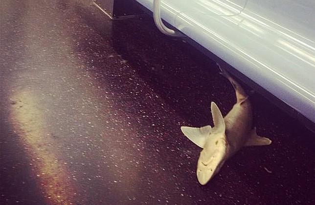Un tiburón se cuela en el metro de Nueva York