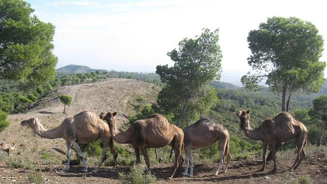 Los dromedarios, el nuevo reservorio del virus respiratorio que afecta a Oriente Medio