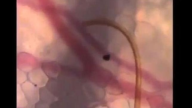 Así chupa la sangre un mosquito