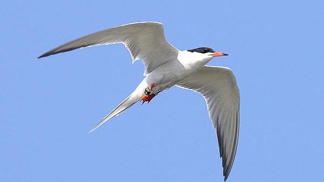 SEO/BirdLife marca 49 ejemplares de diferentes especies de aves en 2013