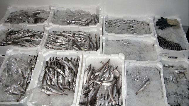 España fue el país de la UE que más especies sometió a sobrepesca en 2012