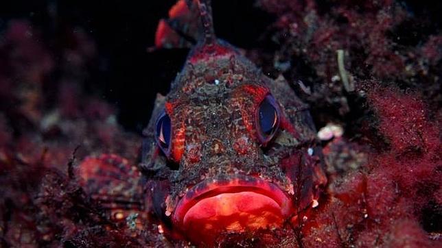 Defensa «vigila» 37.000 hectáreas de la red europea Natura 2000