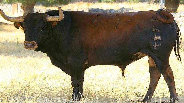 Presentados los carteles del «XIV Certamen de Novilladas Alfarero de Oro» de Villaseca de la Sagra