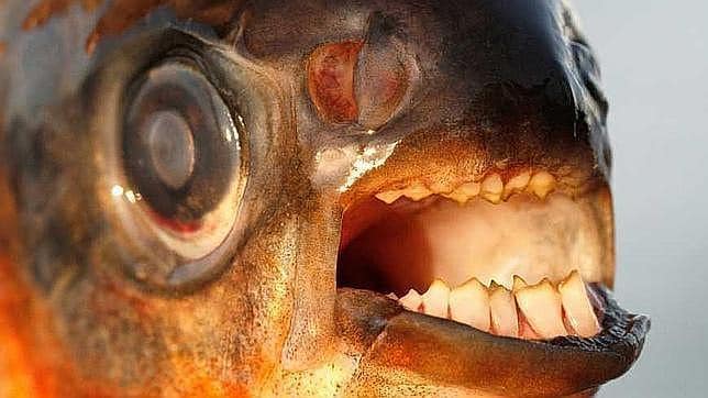 El pez «muerde-testículos» comienza a instalarse en Europa debido al cambio climático