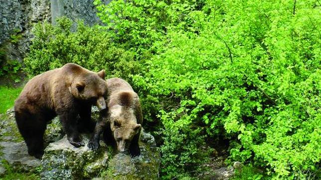 La Reserva Natural de El Hosquillo es un bello paraje donde vive una extensa fauna en plena libertad