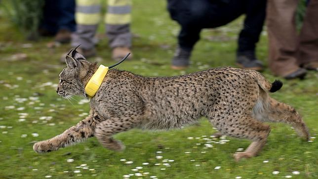 Diez linces han muerto atropellados en lo que va de 2013