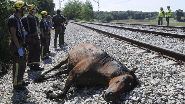 Un tren arrolla a once caballos y mata a nueve en Gerona