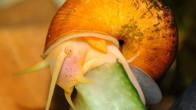 Caracoles: ni tan lentos ni tan inofensivos