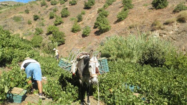 Crece la factura del vino español al mundo