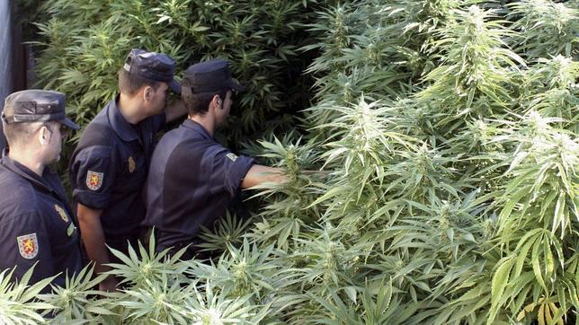 Incautadas en Murcia 14.000 plantas de marihuana, récord en España
