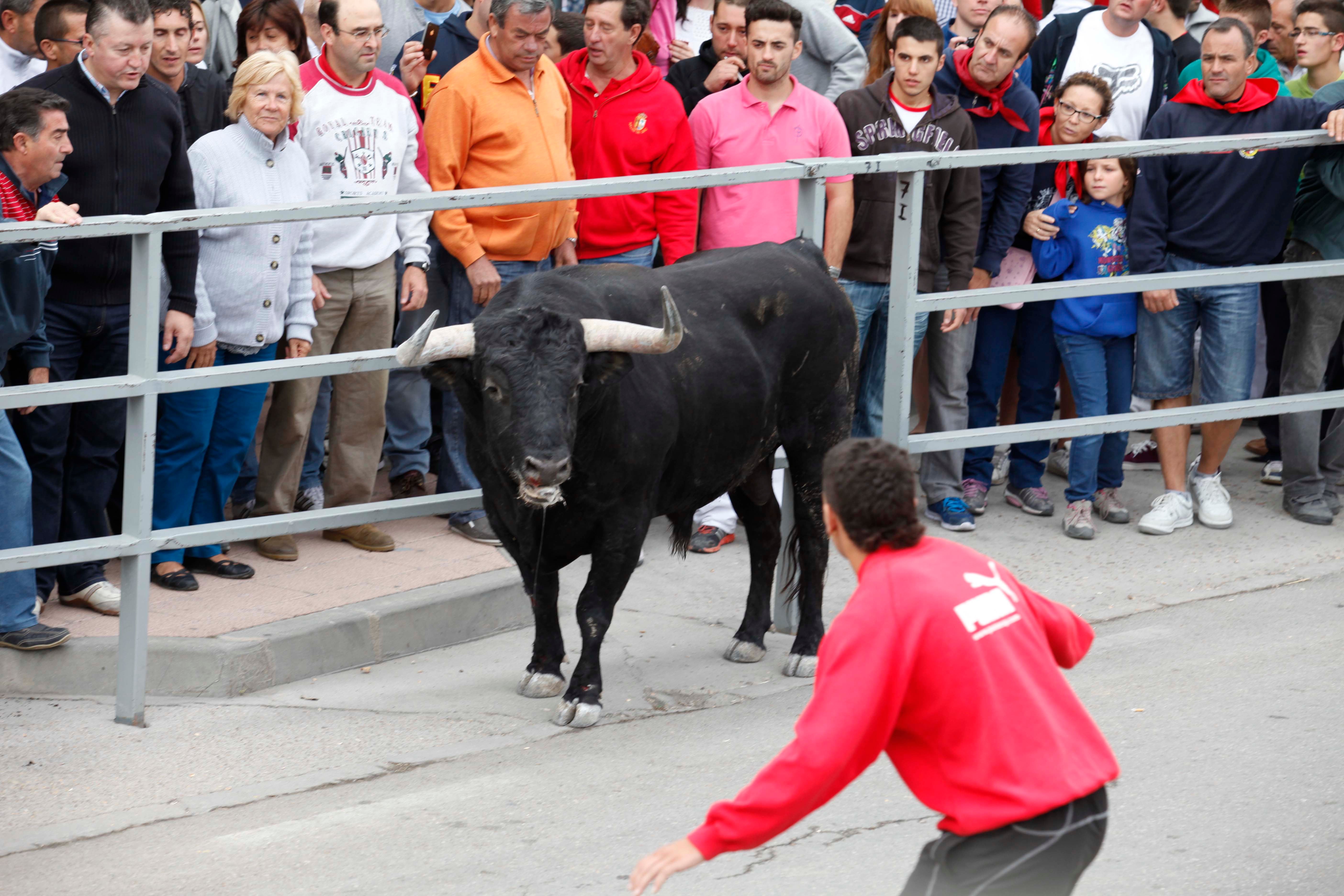 El cuarto encierro de Cuéllar, «uno de los mejores que se recuerdan»