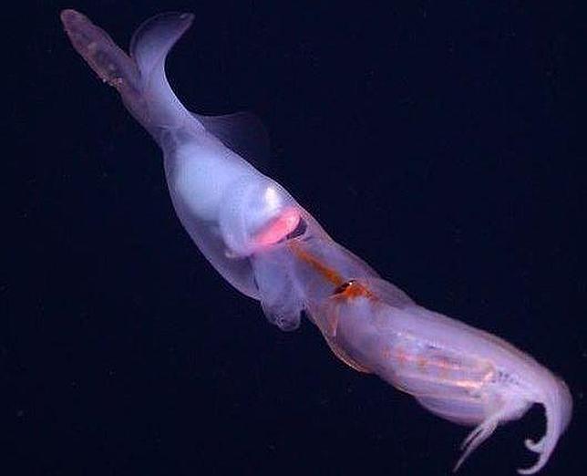 El calamar de tentáculos como fideos, captado en vídeo por primera vez