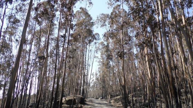 Controlado el fuego en Boiro tras casi 48 horas y 450 hectáreas arrasadas