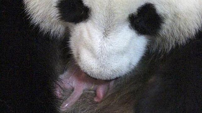 El nuevo panda gigante del Zoo de Madrid es un macho «de potentes pulmones»