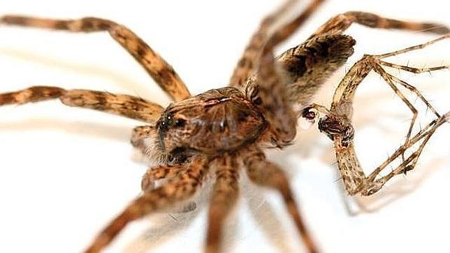 El macho muere espontáneamente después del amor