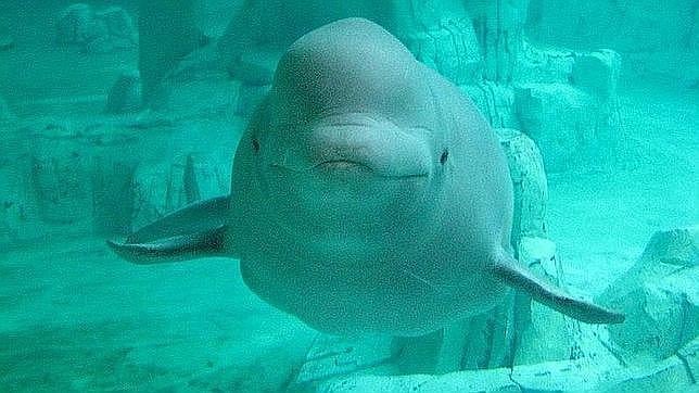 Una ballena blanca