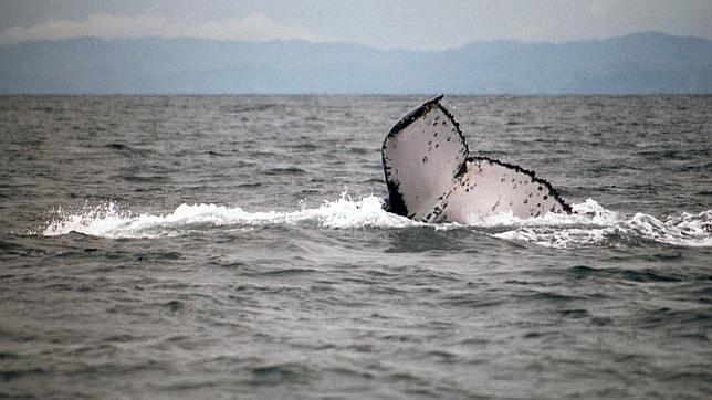 La cola de la ballena viajera, fotografiada por un turista noruego en aguas de Madagascar