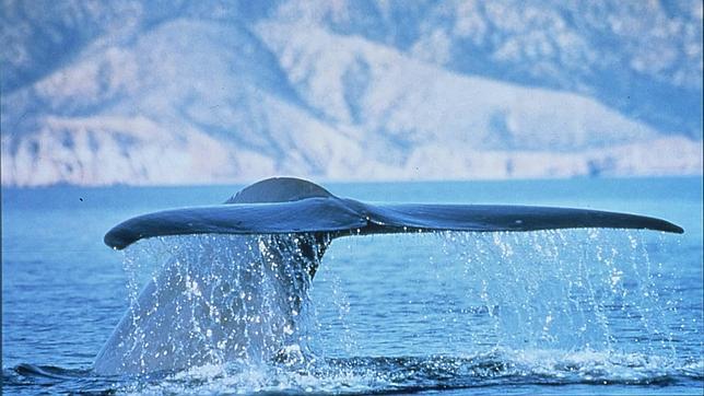 Diez curiosidades fascinantes sobre las ballenas que aumentan su leyenda