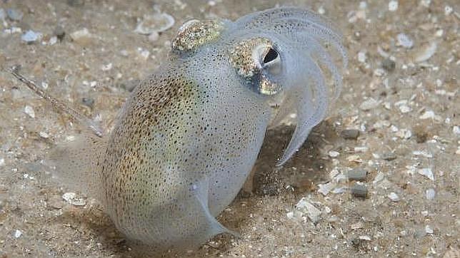 El calamar cola de botella