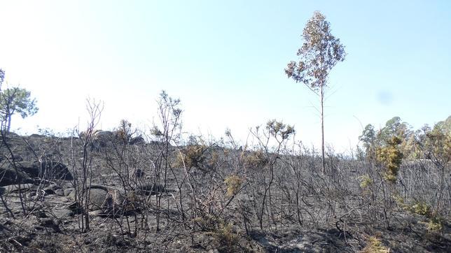 Las llamas calcinan 80 hectáreas en la localidad coruñesa de Laxe