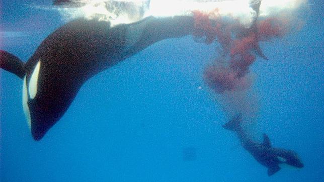 Orca da a luz en un acuario