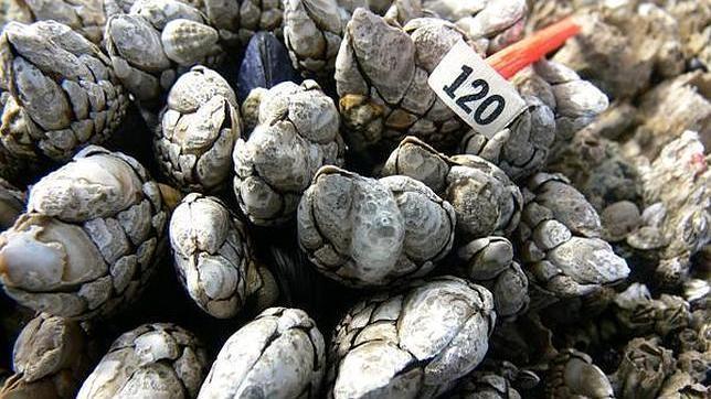 Percebes de la especie Pollicipes polymerus