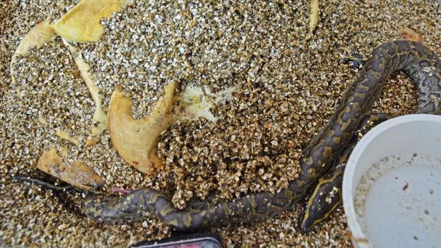 La serpiente más grande de África se reproduce por primera vez en Valencia