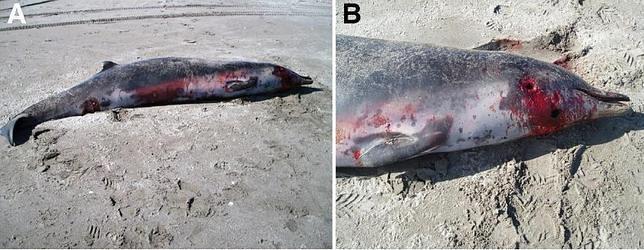 Imágenes de dos ejemplares encontrados en 2010