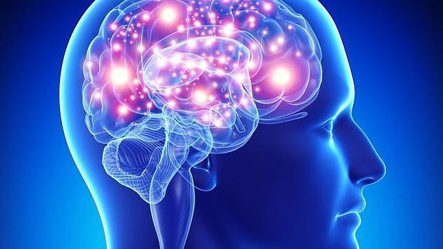La longevidad está en el cerebro