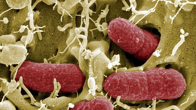 El trasplante fecal que adelgaza