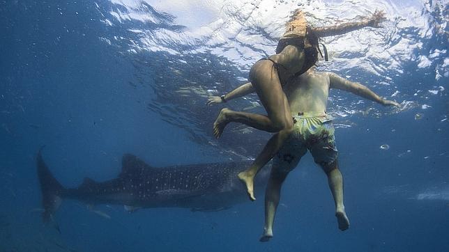Bañistas nadan junto a un tiburón ballena en la costa de Tan-awan, en Oslob, isla filipina de Cebu