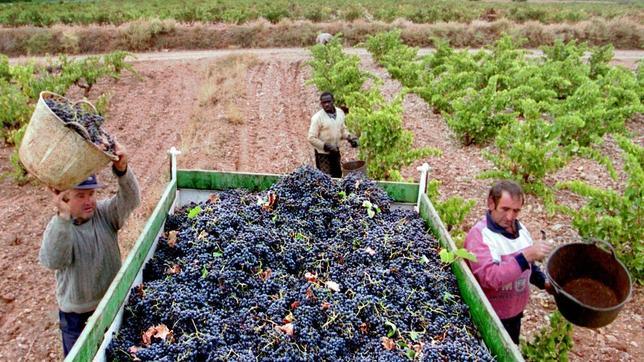 Vendimia en Cariñena