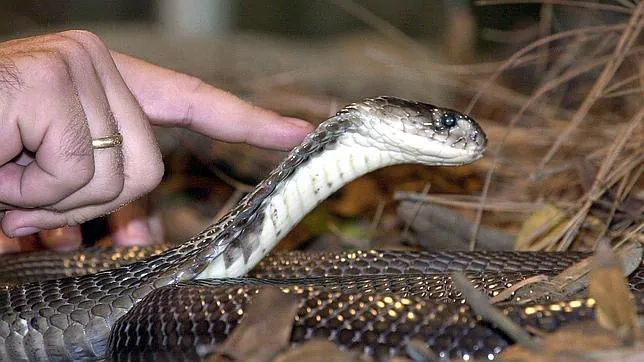 La serpiente venenosa más grande del mundo se reproduce en Benidorm