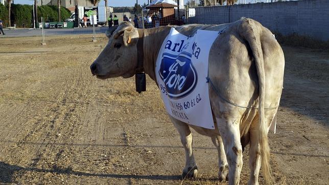 «Campanera», la vaca que cambia excrementos por euros