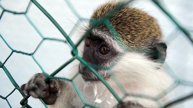 Científicos hallan un tratamiento eficaz contra el coronavirus en monos