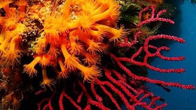 La UE aplaza la salvaguarda de once especies de corales de profundidad