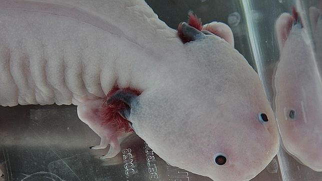 Un ajolote albino, criado en cautividad