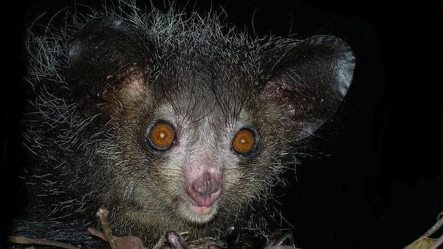 El aye-aye es un primate de Madagascar