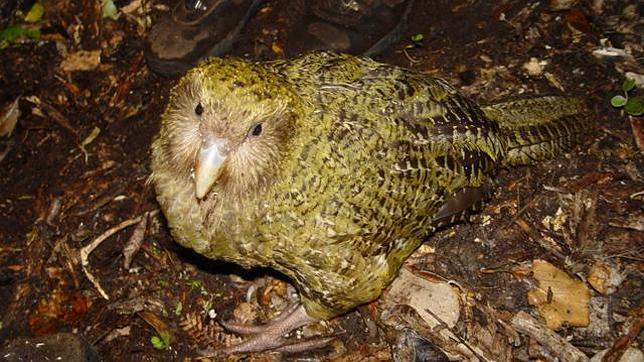 Un kakapo de Nueva Zelanda
