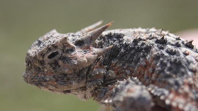 El lagarto de cuernos cortos, capaz de disparar sangre