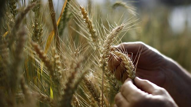 La balanza comercial de productos agrarios y pesqueros mejora en un 20% en el primer semestre de 2013