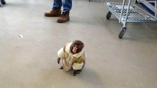 El «mono del Ikea» vivirá en un santuario para primates, según la justicia de Canadá