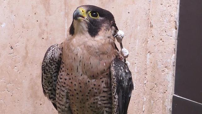 Disparan a uno de los halcones de la ciudad de Madrid en Móstoles durante la media veda